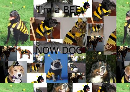 I'm a BEE NOW DOG