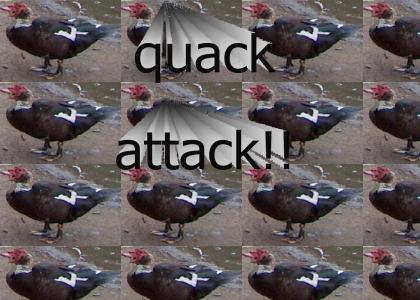 quack attack!!
