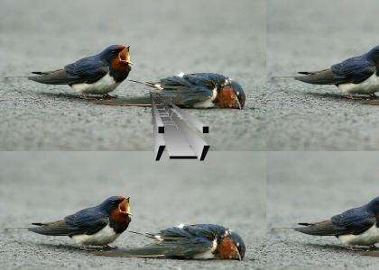 He's a goner, Mr. Swallow.