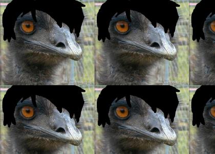 If emus were..........