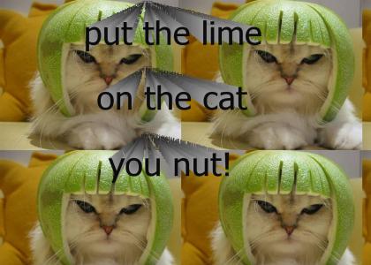 put he lime on the cat, you nut!