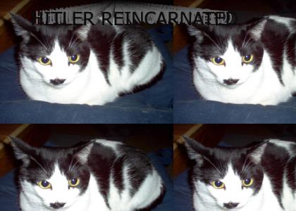 Hitler Cat