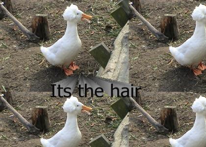 This duck is a genius