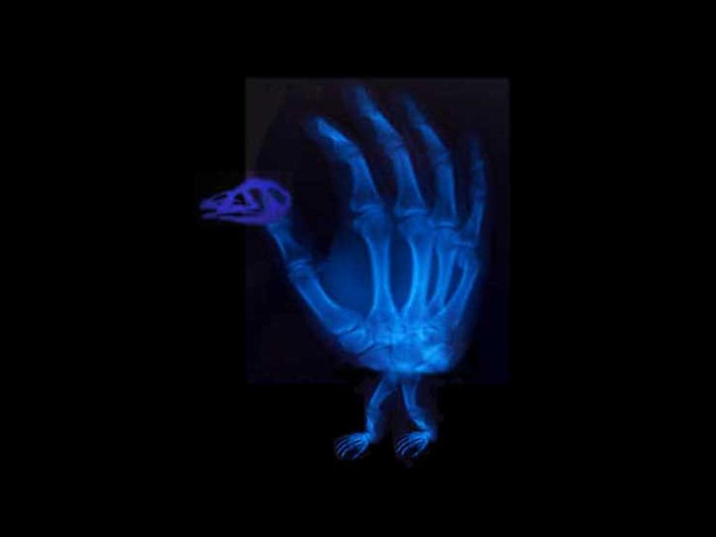 handturkey