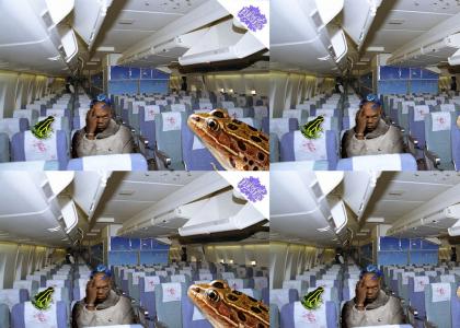 PTKFGS: Frogs On A Plane!