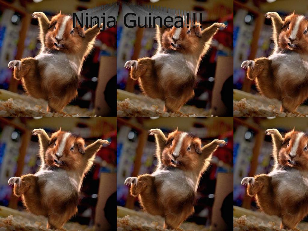 ninja-guinea