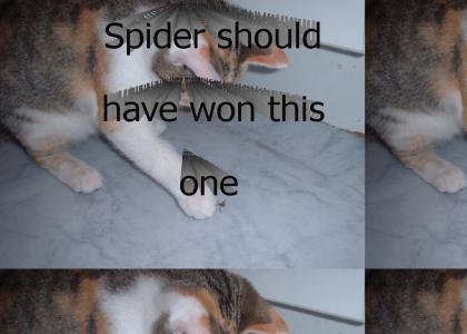 Cat Vs Spider