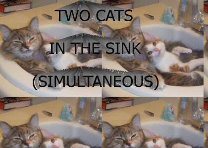 TWO CATS IN THE SINK(SIMULTANEOUS)