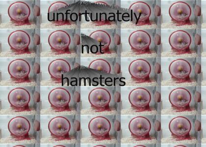 Hamsters don't spin (fixed syncing, refresh in IE)