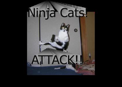 CAT NINJAS