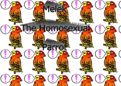 Melek the Parrot of Alternative Lifestyle