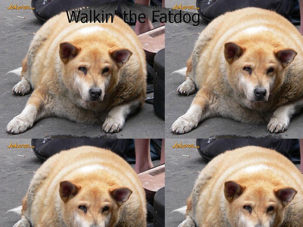 walkthefatdog