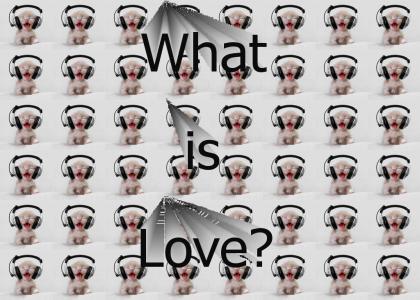Cat What is Love? - (created by Jchaike)