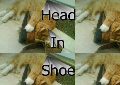 Shoecat
