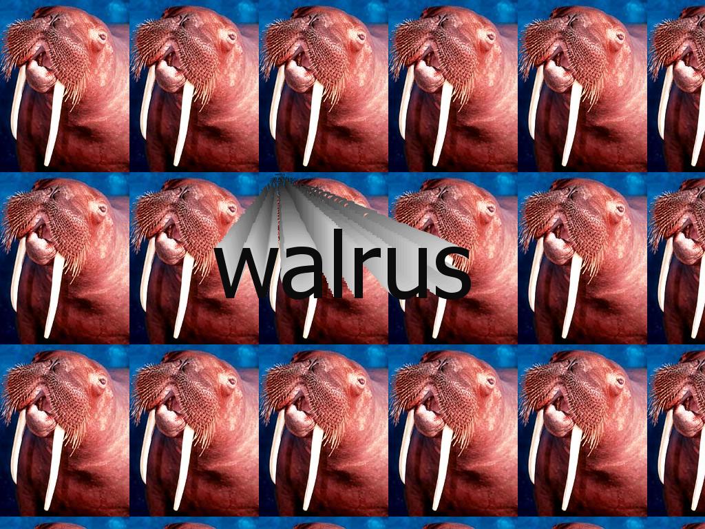 walrus1