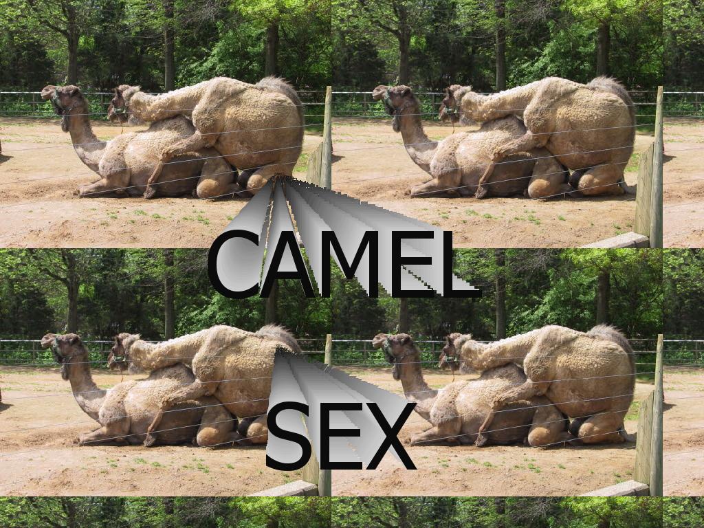 camelsex