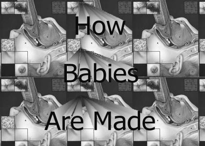 How Babies Are Made