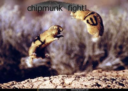 Chipmunk fight!