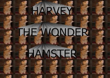 Harvey the Wonder Hamster!