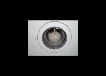 NEDM Cat In A Washer