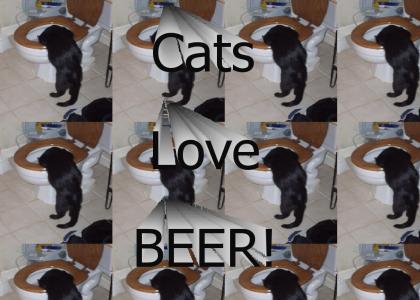 Cats Love  Beer