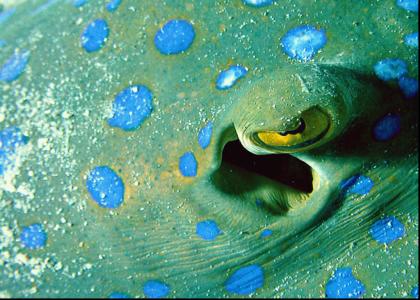 Stingray stares into your soul.