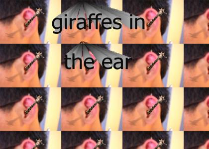giraffes in the...