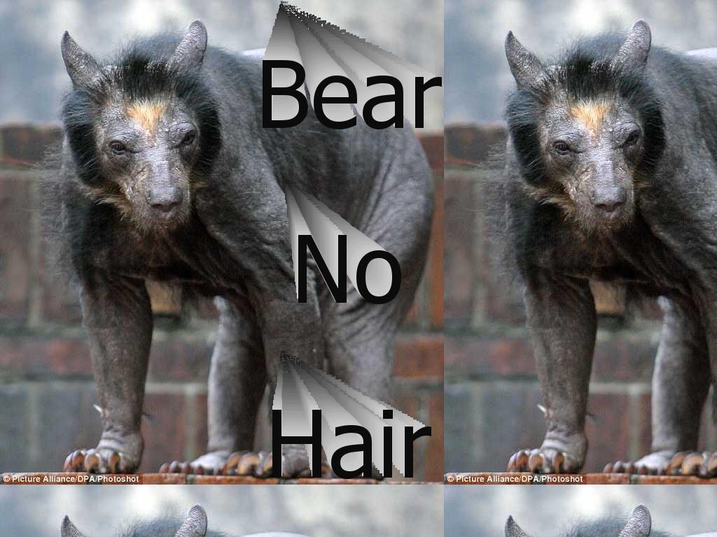 bearnohair