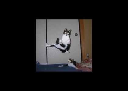 Flying Cats: uaelaelaelalua