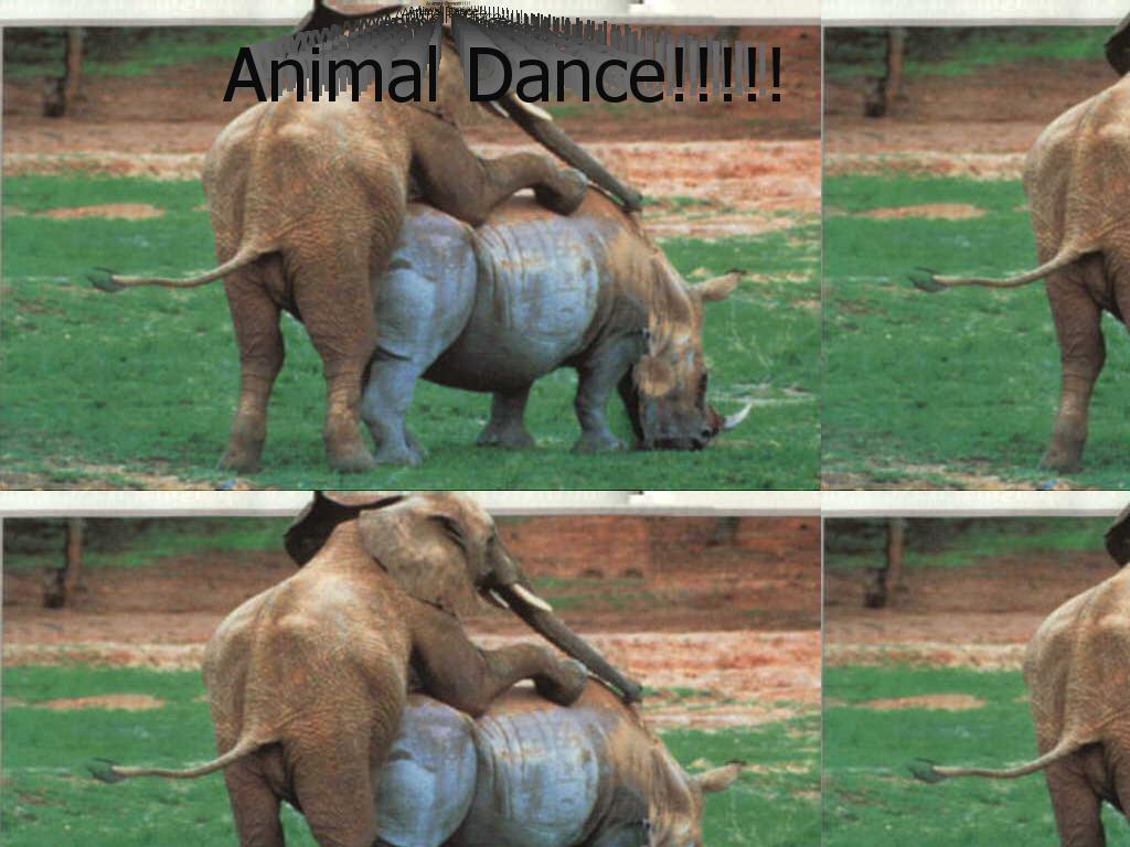 animal-dance
