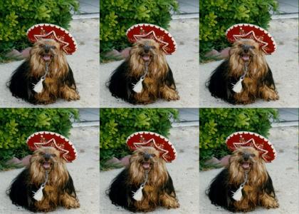 Mexican Dog with Hat