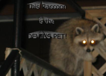 Devil's Raccoon