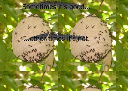 Life is like getting stung by a swarm of wasps...