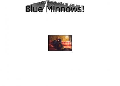Blue Minnows!!!!