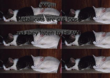 \,,/ Kitten Headbang! \,,/