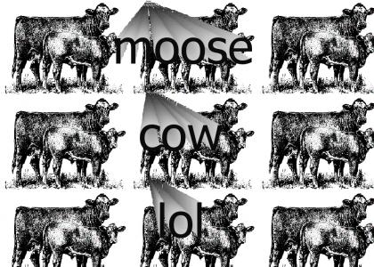 Moose Cow!
