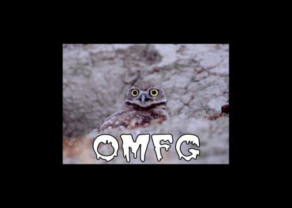 OMFG?! owl
