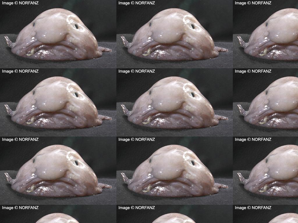 sadblobfish