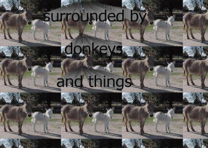 surrounded by donkeys and things