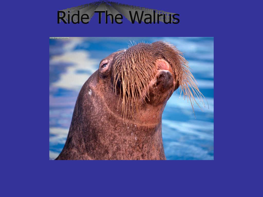 walrusrider