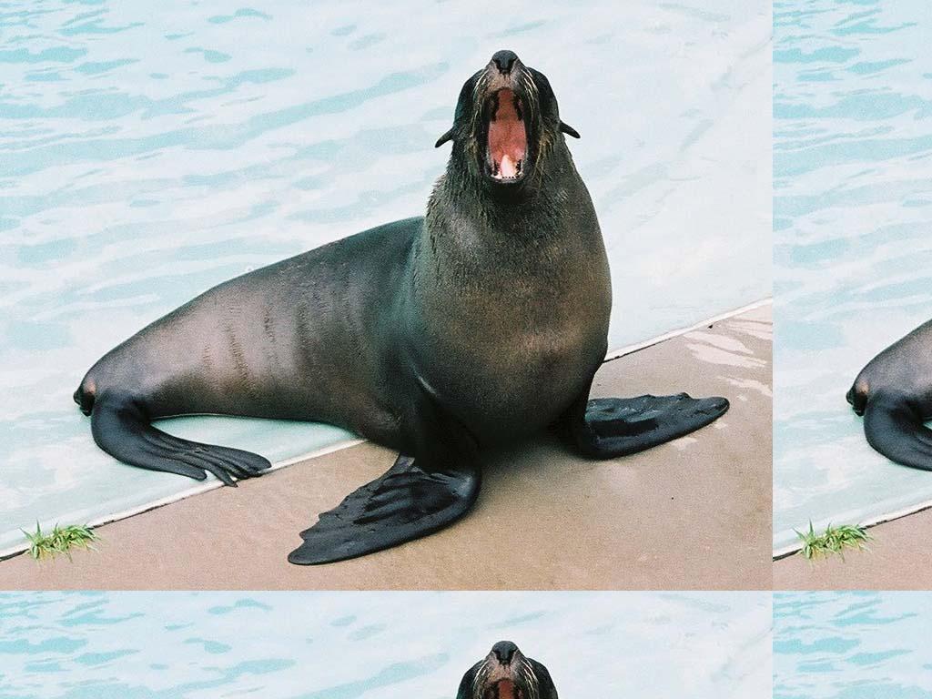 juggernautseal