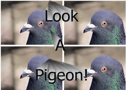 Look a pigeon!