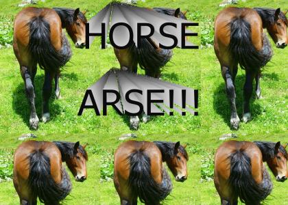 HORSE ARSE