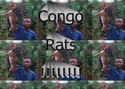 Congo Rats!