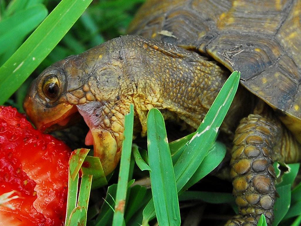 turtleslovestrawberries