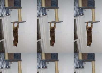 Gravity Cat hangs on for dear life