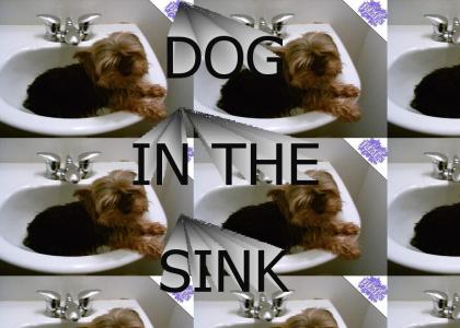 PTKFGS: DOG IN THE SINK