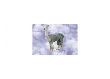 free fallin llama