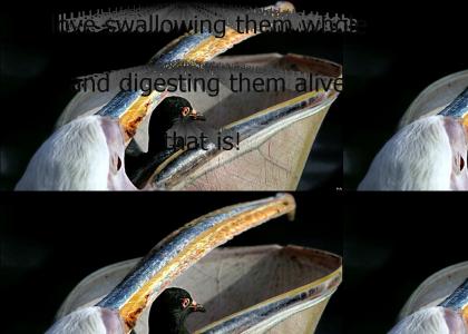Pelicans love Pigeons
