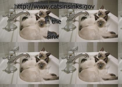 http://www.catsinsinks.gov